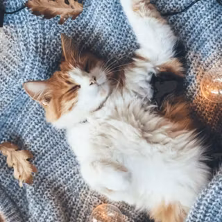 Mobile cat HD wallpaper