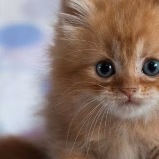 Mobile cat HD wallpaper