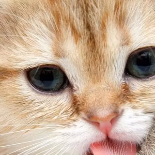 Mobile cat HD wallpaper