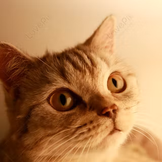 Mobile cat HD wallpaper