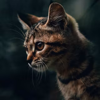 Mobile cat HD wallpaper