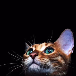 Mobile cat HD wallpaper
