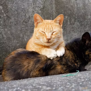 Mobile cat HD wallpaper