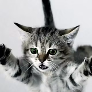 Mobile cat HD wallpaper