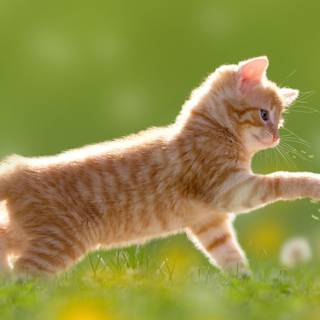 Summer cat aesthetic wallpaper