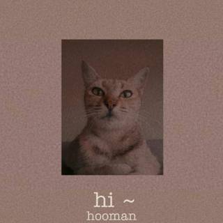 Summer cat aesthetic wallpaper