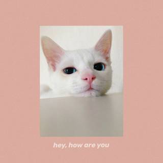 Summer cat aesthetic wallpaper