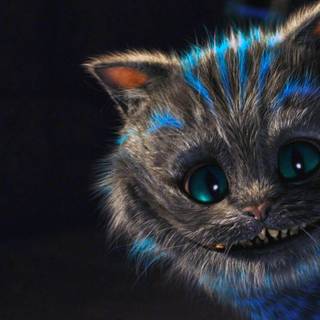 Summer cat aesthetic wallpaper