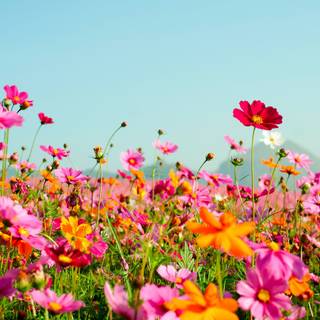 Summer flower field wallpaper