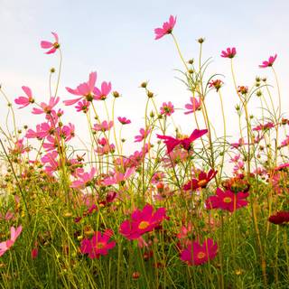 Summer flower field wallpaper