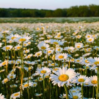 Summer flower field wallpaper