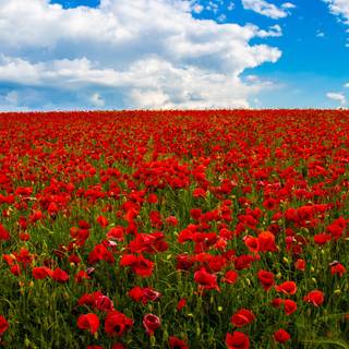 Summer flower field wallpaper