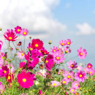 Summer flower field wallpaper