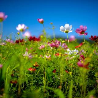Summer flower field wallpaper