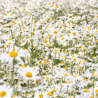 Summer flower field wallpaper