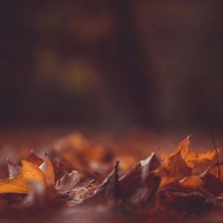 Blur autumn wallpaper