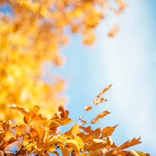 Blur autumn wallpaper