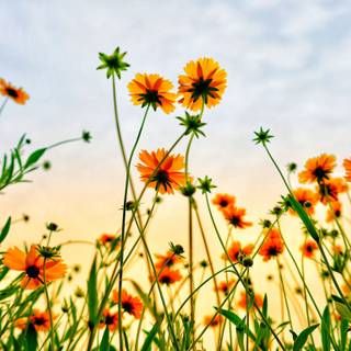 Summer flower field wallpaper