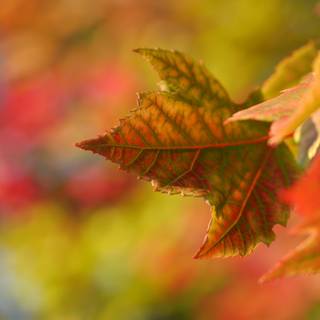 Blur autumn wallpaper