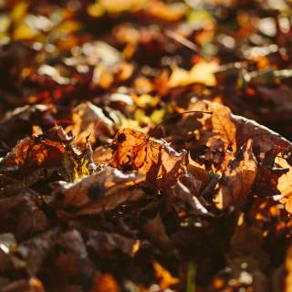 Blur autumn wallpaper