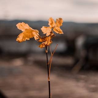 Blur autumn wallpaper