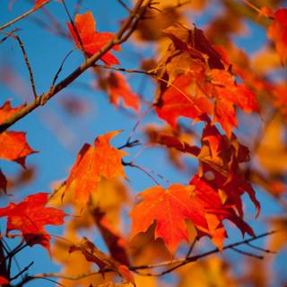 Blur autumn wallpaper