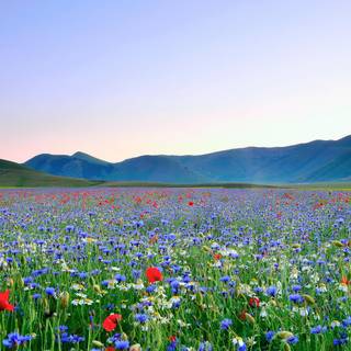 Summer flower field wallpaper