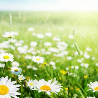 Summer flower field wallpaper