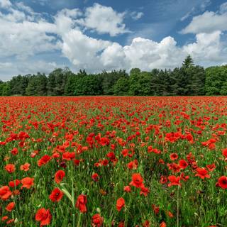 Summer flower field wallpaper