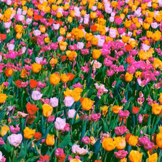 Summer flower field wallpaper