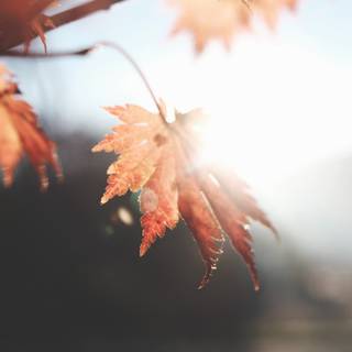 Blur autumn wallpaper