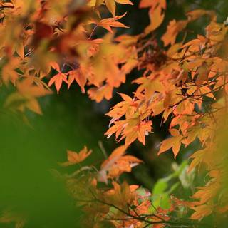 Blur autumn wallpaper