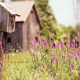 Summer flower field wallpaper