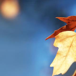 Blur autumn wallpaper
