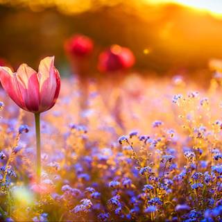 Summer flower field wallpaper