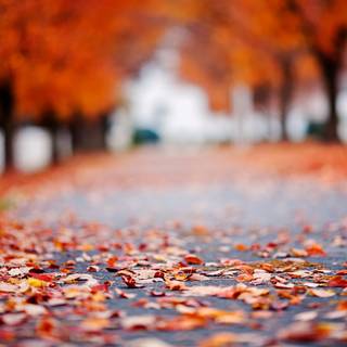 Blur autumn wallpaper