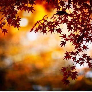 Blur autumn wallpaper