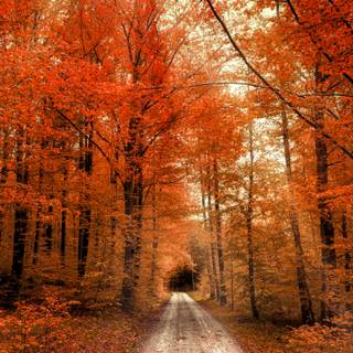 Autumn road sunset wallpaper
