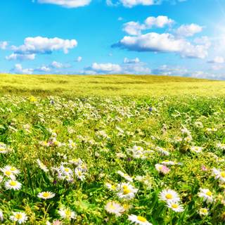 Summer flower field wallpaper