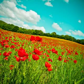 Summer flower field wallpaper