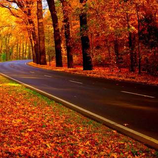 Autumn road sunset wallpaper