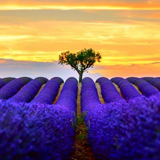 Summer flower field wallpaper