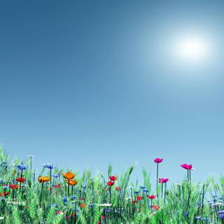 Summer flower field wallpaper