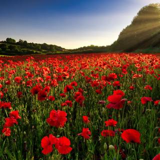 Summer flower field wallpaper