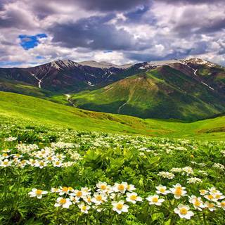 Summer flower field wallpaper