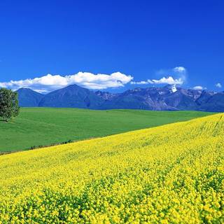Summer flower field wallpaper