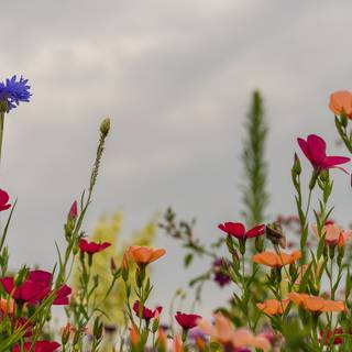 Summer flower field wallpaper