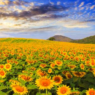 Summer flower field wallpaper