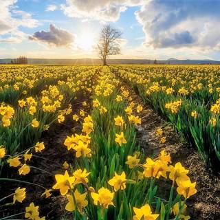 Summer flower field wallpaper