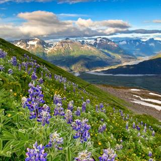 Kenai Fjords National Park Alaska wallpaper